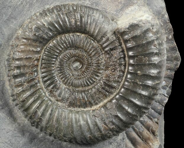 Dactylioceras Ammonite Stand Up - England #68139